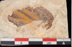 Foto (Detailansicht) von Alnus sp. (NHMW-GEO-2024-0188-11479)